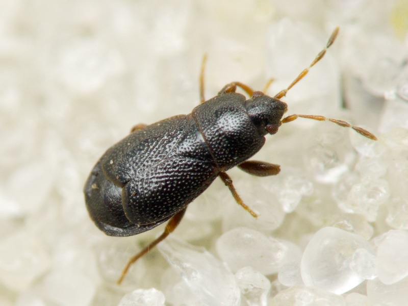 Plinthisus pusillus (Scholtz, 1847)